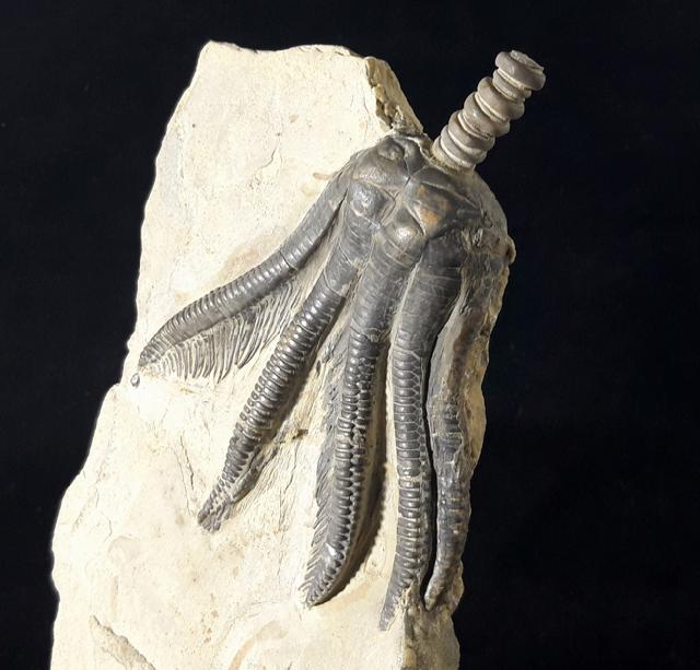 Encrinus liliiformis (LAMARCK 1801) - Bild © FossNet FossilienStore